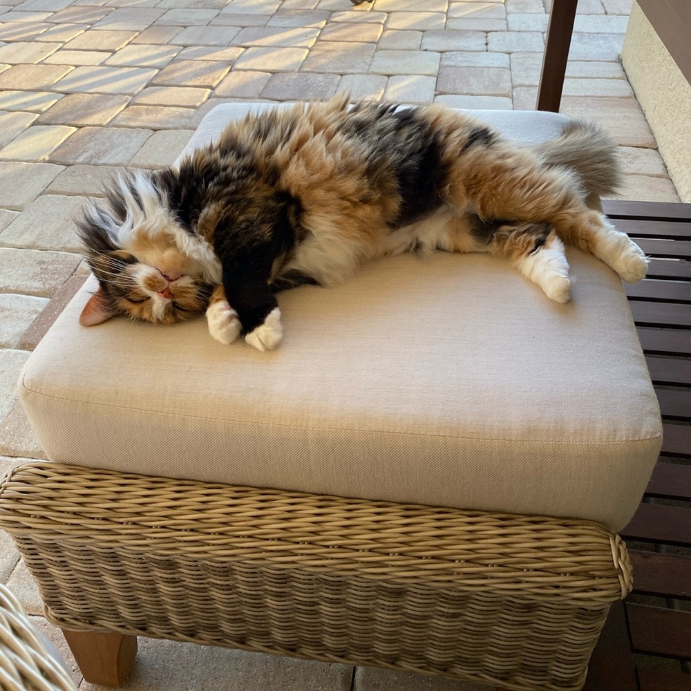 Meet SRQ_Millie!